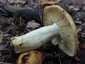 Büdös galambgomba (Russula foetens), Mátra